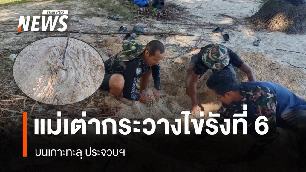 “แม่เต่ากระ”-ขึ้นวางไข่รังที่-6-บนเกาะทะลุ-ประจวบฯ