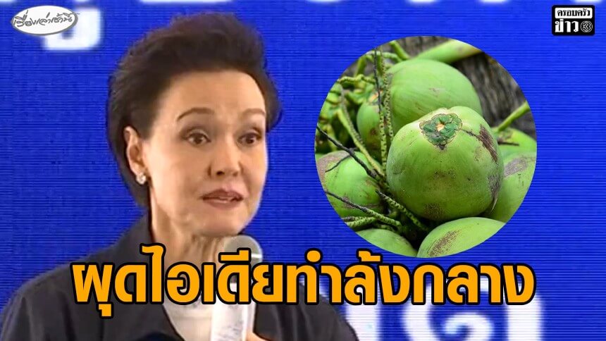 ไม่ง้อ!-“ศุภจี”-ผุดไอเดียทำ-“ล้งกลาง”-แก้ปัญหาราคามะพร้าวน้ำหอม-เล่าถูก-239-ล้งขู่งดรับซื้อ-2-วัน-ลั่นหยุดไปเลย
