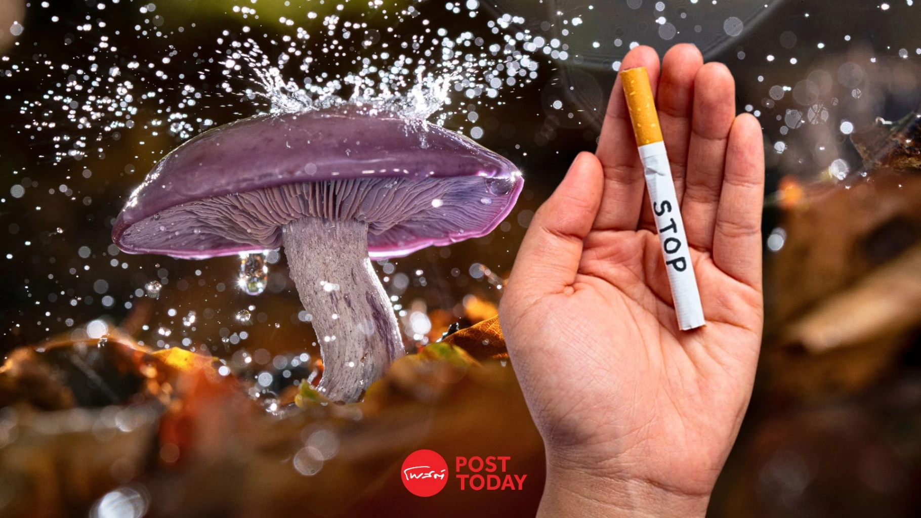 สหรัฐฯ-จับตา-‘สารสกัดเห็ดเมา’-ช่วยสิงห์อมควันเลิกบุหรี่ใน-6-เดือน