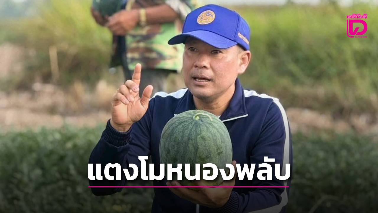 อ.เมืองเพชรบุรี-ดันแตงโมหนองพลับพืชเศรษฐกิจเด่น-สีแดงฉ่ำรสชาติหวานหนุนเกษตรกรครบวงจร-|-เดลินิวส์