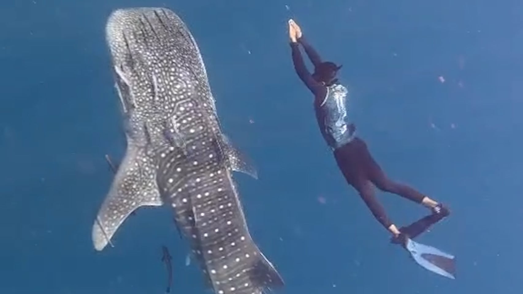 ทะเลชุมพรคึกคัก-นักท่องเที่ยวแห่ชม-‘น้องพริกไทย’-ฉลามวาฬเจ้าถิ่นสุดฮอต-ทำเงินสะพัดสัปดาห์ละ-20-ล้าน