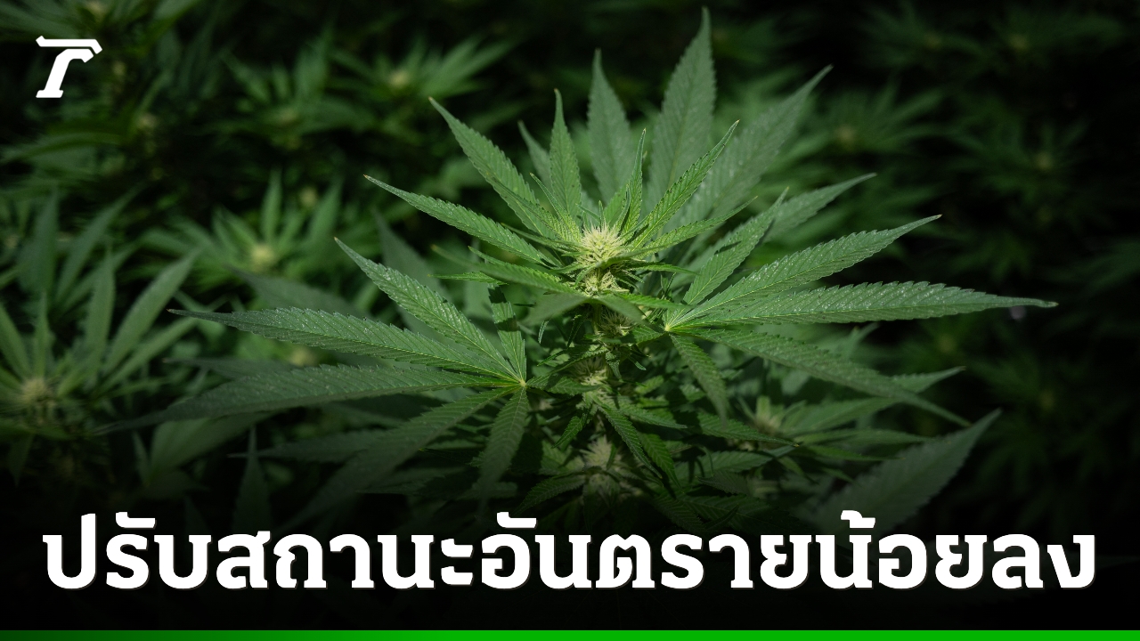 สหรัฐฯ-ปรับสถานะ-“กัญชา”-พ้นกลุ่มยาเสพติดอันตรายร้ายแรง