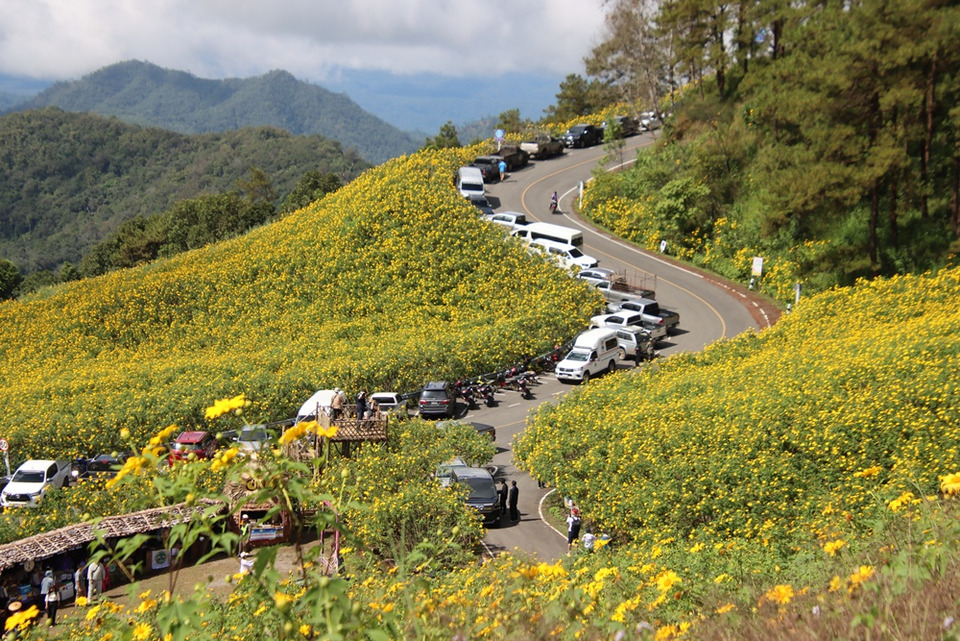 แม่ฮ่องสอนเร่งฟื้นฟู-“ทุ่งบัวตองดอยแม่อูคอ”-รับฤดูท่องเที่ยว-รองผู้ว่าฯ-ลงพื้นที่คุมงาน