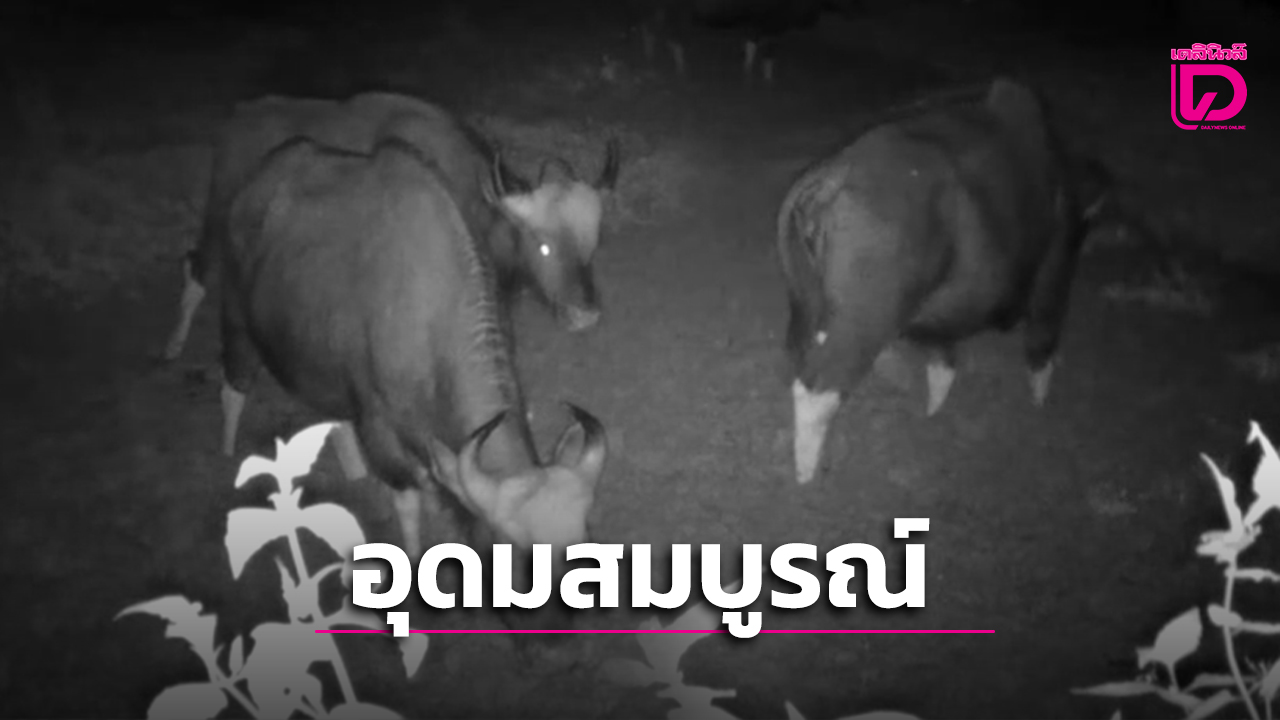 เปิดภาพ-‘ฝูงกระทิง’-ออกหากินฉ่ำ-‘โป่งพรหม’-แก่งกระจาน-สะท้อนความสมบูรณ์มรดกโลก-|-เดลินิวส์