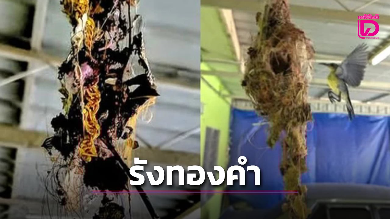 หนุ่มพบรังนกสยอง-‘หนังงู-เส้นผม-ทองคำ’-โพสต์หาเจ้าของสุดท้ายเศร้า-|-เดลินิวส์