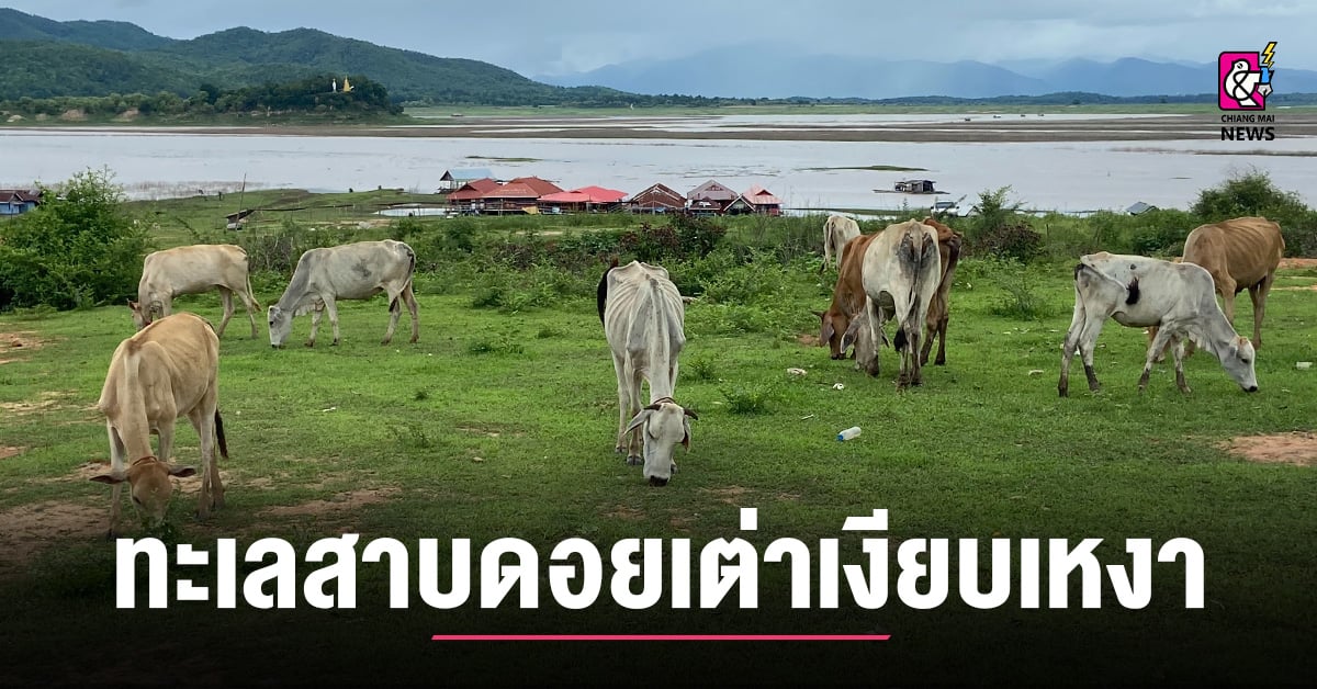 พิษเศรษฐกิจ!-ทะเลสาบดอยเต่าเงียบเหงา-ไม่มีคนเที่ยวบนฝั่ง-มีแต่ฝูงวัวเต็มทุ่ง