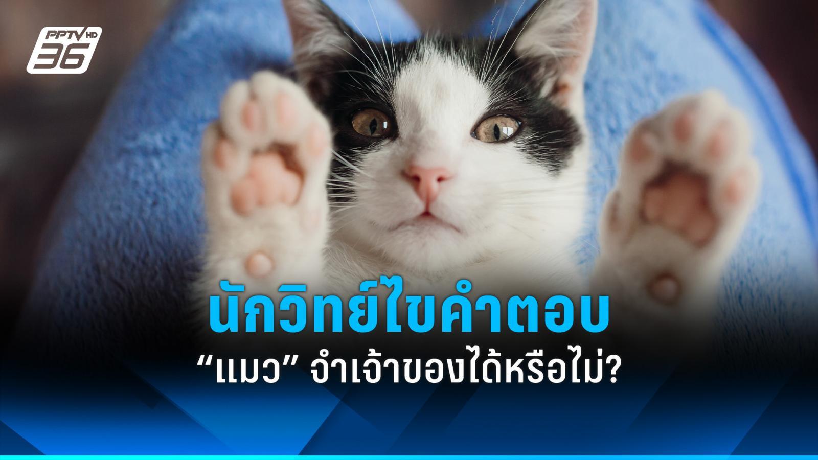 นักวิทย์ไขคำตอบ-“แมว”-จำเจ้าของหรือคนที่คุ้นเคยได้หรือไม่?
