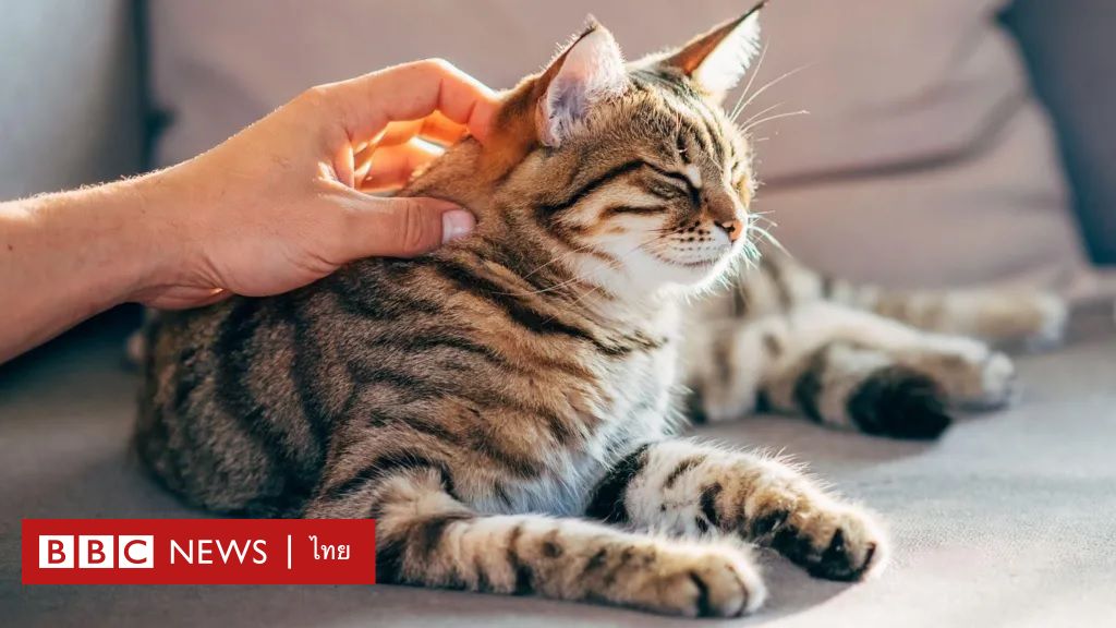 น้องแมวจดจำกลิ่นแม่น-แยกแยะได้ใครเจ้าของ-คนแปลกหน้า-–-bbc-news-ไทย