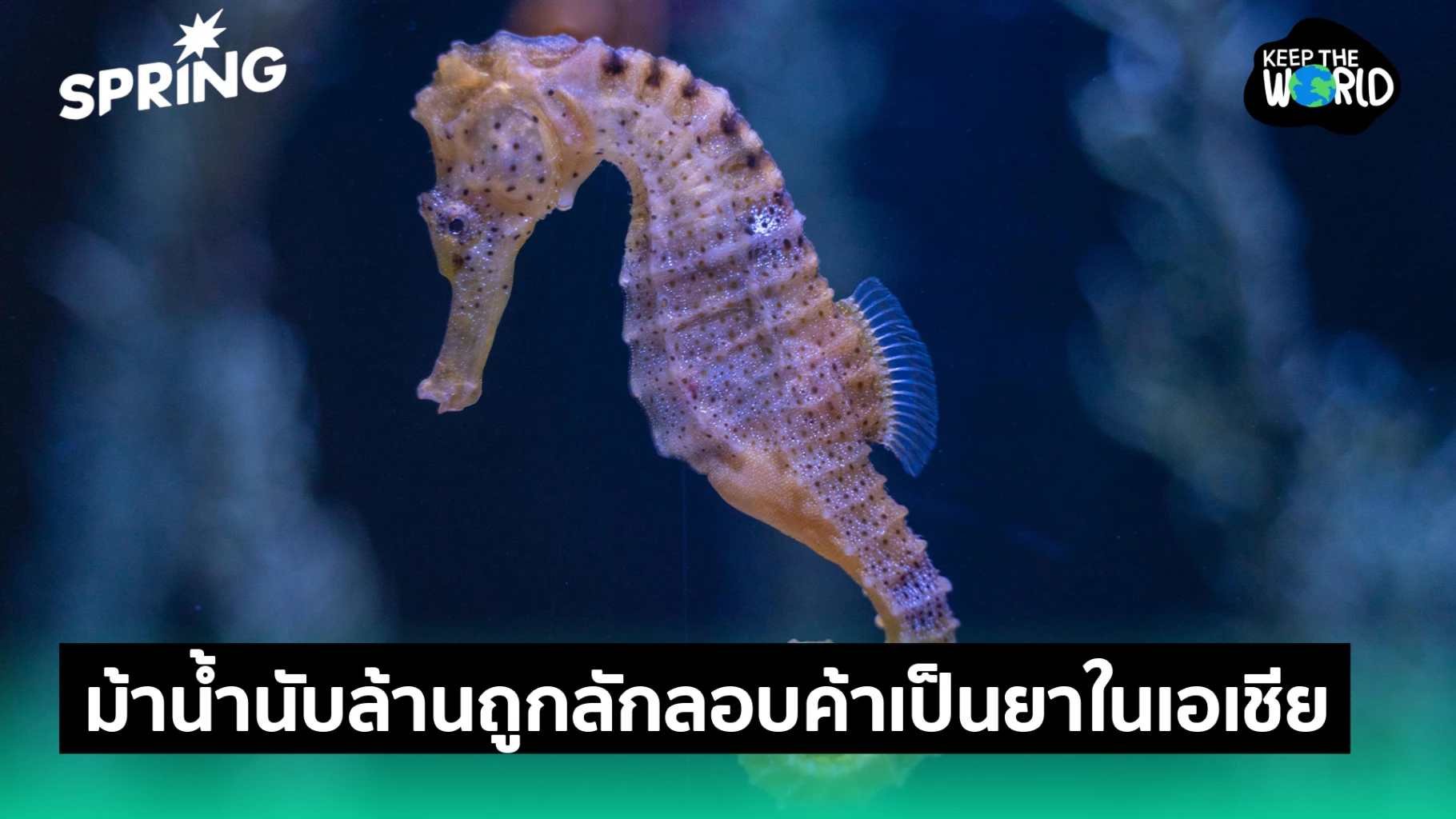 ม้าน้ำนับล้านตัวหายไปจากธรรมชาติ-ถูกค้าเป็นยาแผนโบราณในเอเชีย