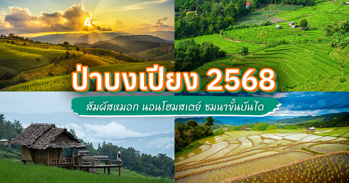 ป่าบงเปียง-จ.เชียงใหม่-อัปเดตปี-2568-ที่เที่ยวแบบสโลว์ไลฟ์-ฮีลใจในช่วงหน้าฝน