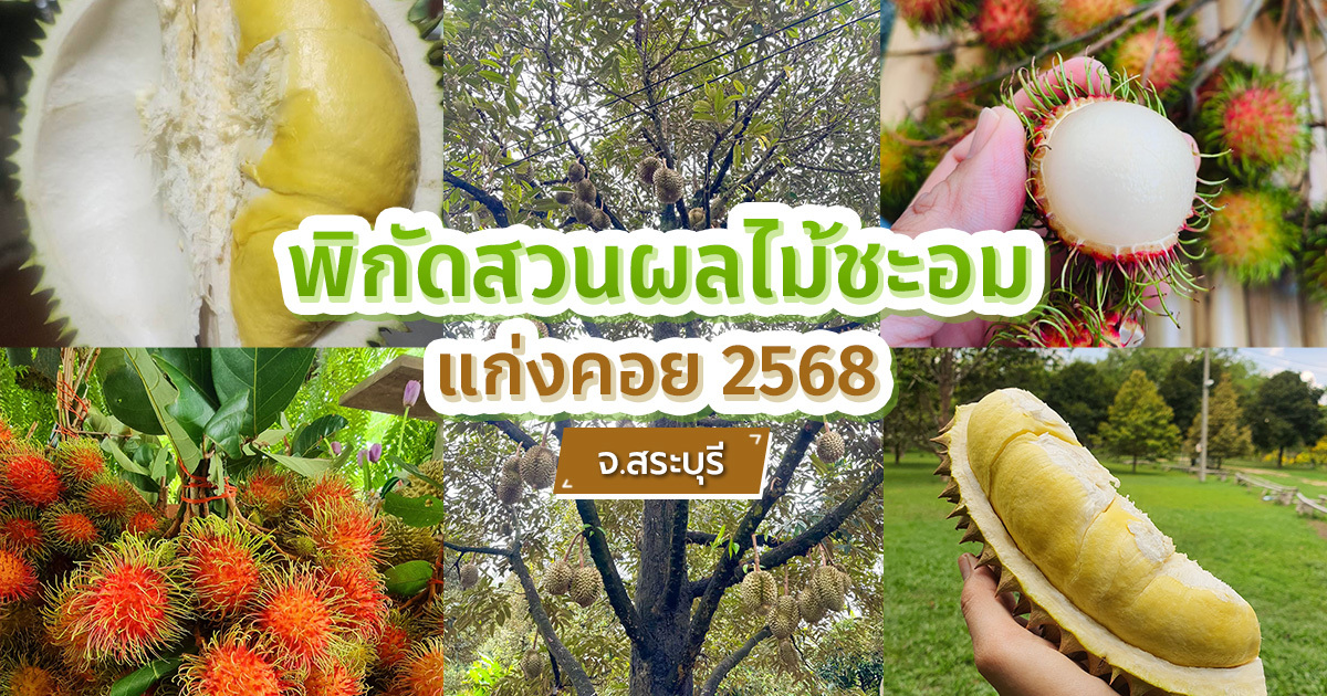 พิกัดสวนผลไม้ชะอม-สระบุรี-2568-ชิมทุเรียน-ผลไม้ตามฤดูกาล-สดจากสวน