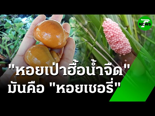“หอยเชอรี่”-กลายเป็น-“สัตว์เศรษฐกิจ”-:-ของดีเกษตรบ้านเรา-|-9-มิย.-68-|-ห้องข่าวหัวเขียว