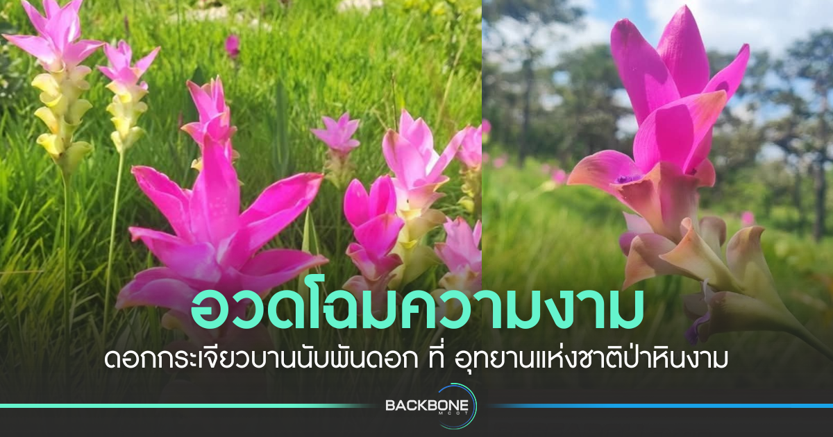 อวดโฉมความงาม-ดอกกระเจียวบานนับพันดอก-ที่-อุทยานแห่งชาติป่าหินงาม