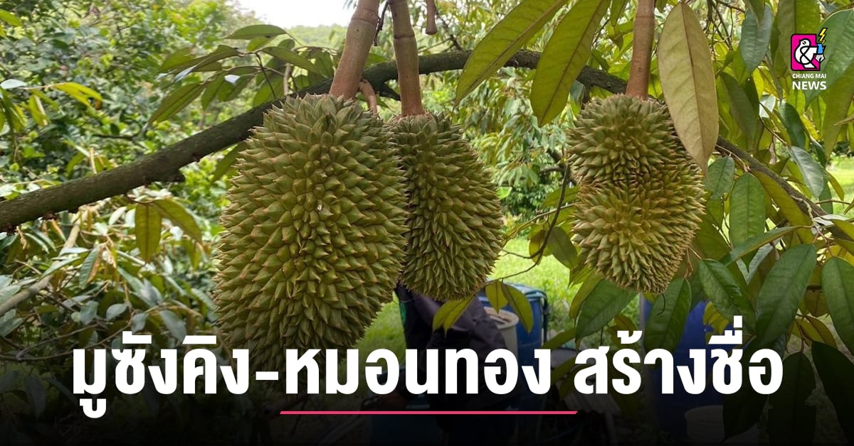 ทุเรียนเชียงรายทยอยสุก-มูซังคิง-หมอนทอง-สร้างชื่อ-ไม้ผลเมืองเหนือสู่พืชเศรษฐกิจใหม่