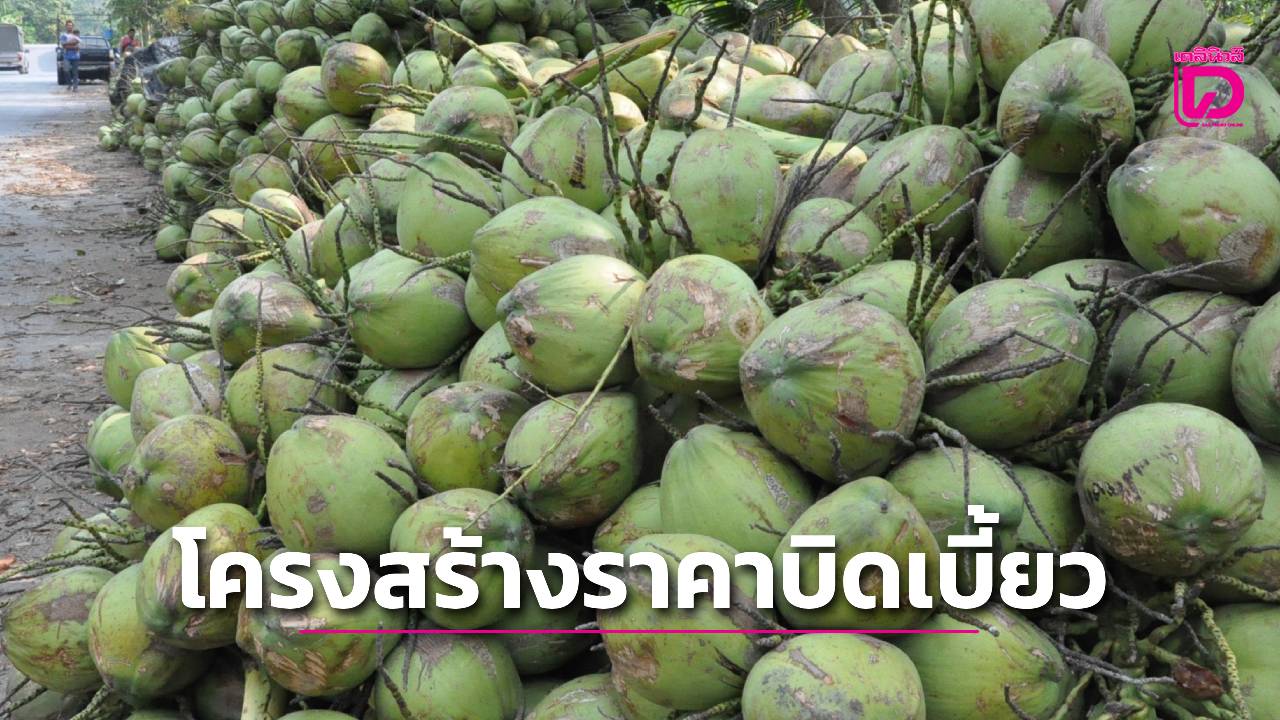 “มะพร้าวลูกละ-2-บาท”-ชาวสวนสมุทรสงครามจ่อพบรมว.เกษตรฯ-คนใหม่ชี้โครงสร้างราคาบิดเบี้ยว-|-เดลินิวส์