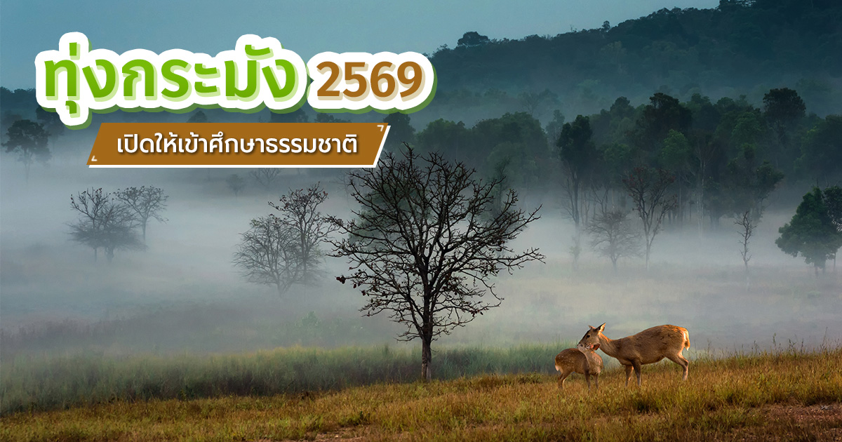 เที่ยวทุ่งกระมัง-2569-เปิดฤดูกาลใหม่-เช็กอินธรรมชาติชัยภูมิ