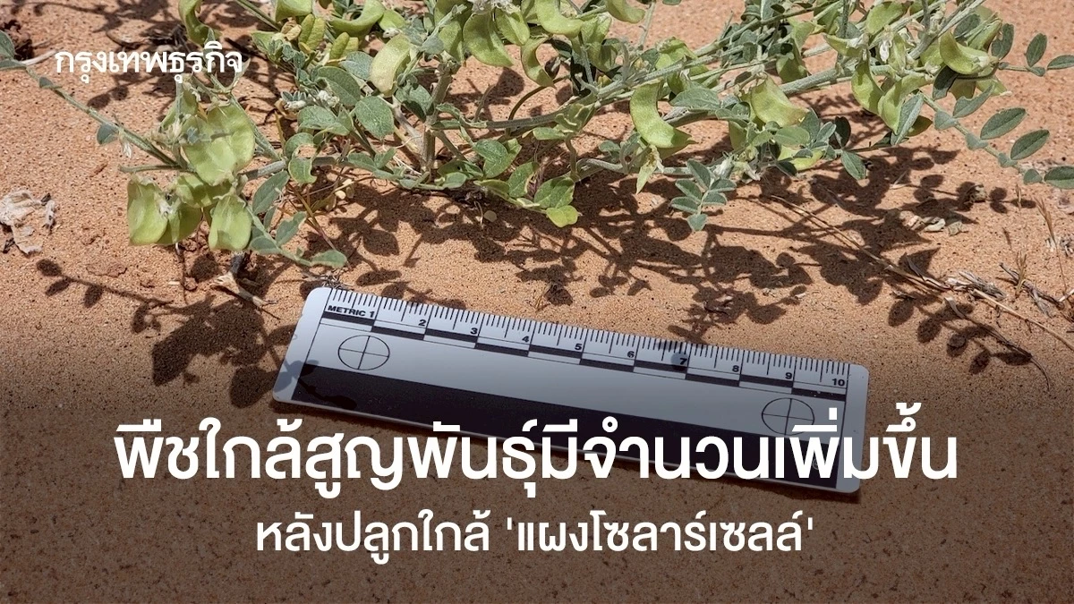 พืชใกล้สูญพันธุ์มีจำนวนเพิ่มขึ้น-หลังปลูกใกล้-‘แผงโซลาร์เซลล์’ 
