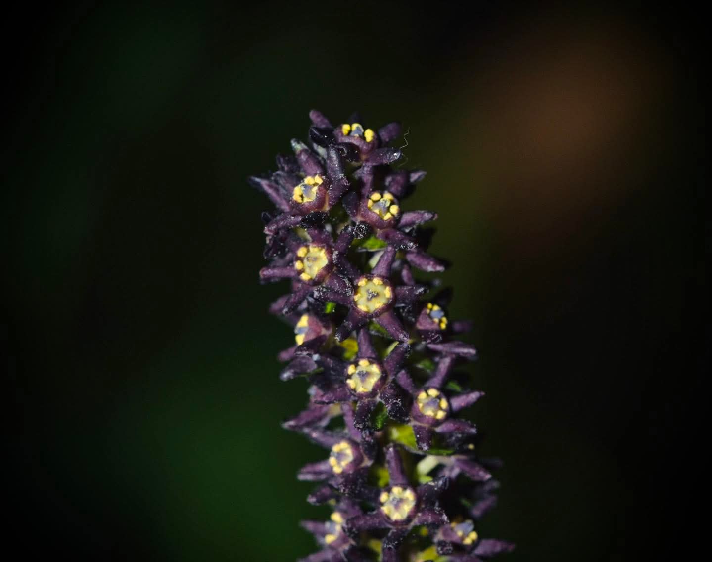 ข่าวดี!!-นักพฤกษศาสตร์ค้นพบ-“นางแลวสยาม”-พืชชนิดใหม่ของโลก-เร่งวางแนวทางอนุรักษ์-หวั่นสูญพันธุ์