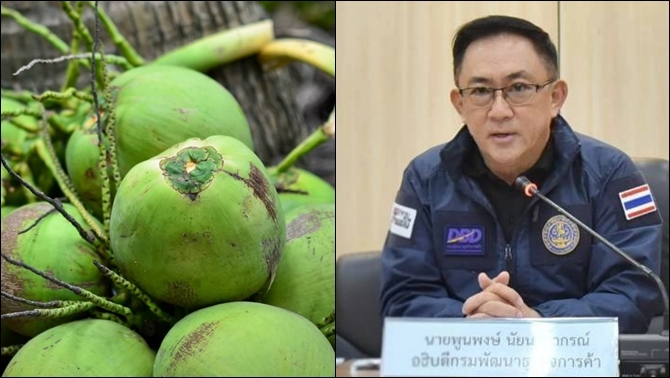 กรมพัฒนาธุรกิจการค้า-แก้ปัญหาราคามะพร้าวน้ำหอมตกต่ำ-ปราบนอมินี