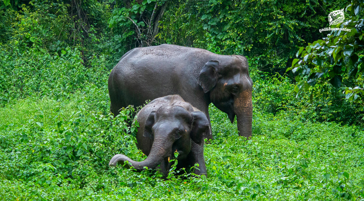 ‘เศรษฐกิจฐานราก’-โจทย์ใหญ่การอยู่ร่วมกันระหว่างคนกับช้างบนผืนดินเดียวกัน-–-มูลนิธิสืบนาคะเสถียร