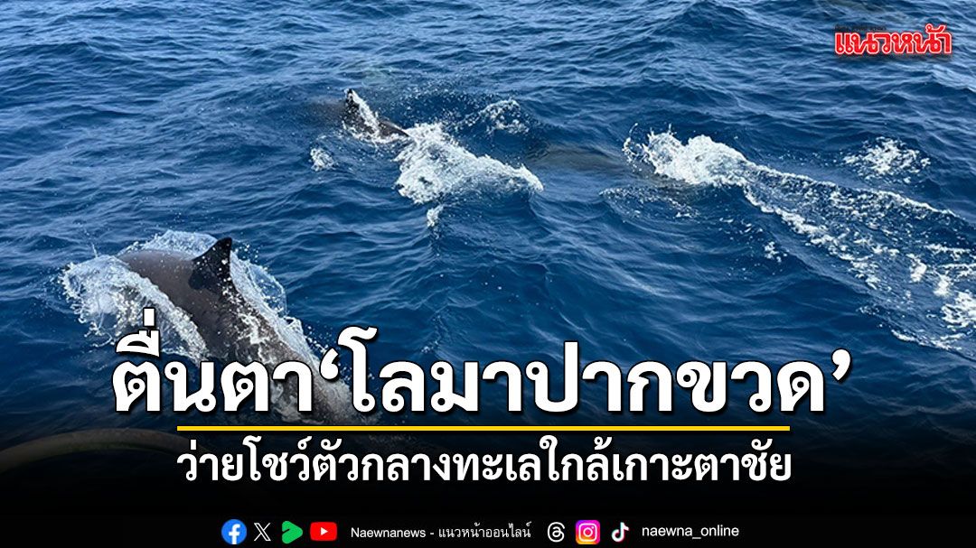 นักท่องเที่ยวตื่นตา-ฝูงโลมาปากขวด-ว่ายโชว์ตัวกลางทะเลใกล้เกาะตาชัย