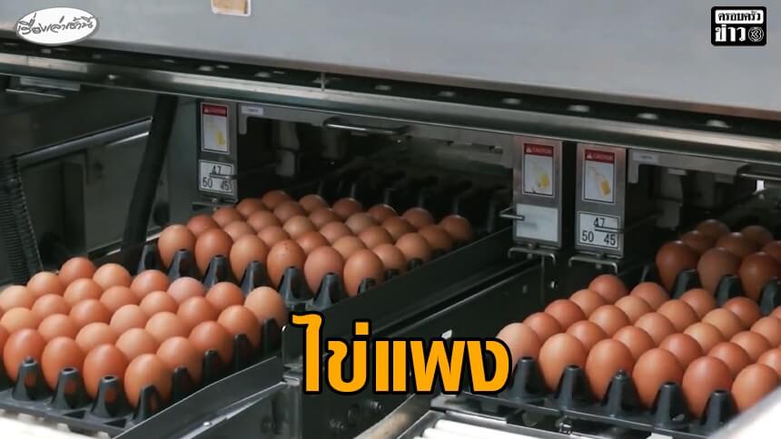 ไข่ไก่ขึ้นราคาแผงละ-6-บาท-มีแนวโน้มปรับขึ้นอีก-ถ้าสงครามยืดเยื้อ