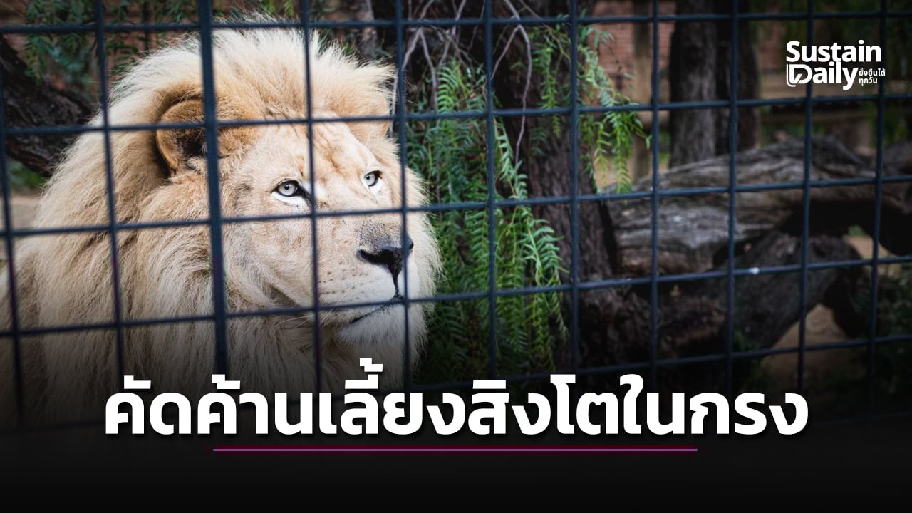 “สิงโตในกรง”ส่งผลต่อการท่องเที่ยวแอฟริกาใต้-|-เดลินิวส์