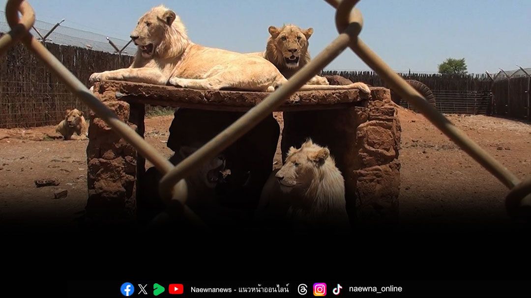 โพลนานาชาติชี้-นักท่องเที่ยวร้อยละ-70-อาจเลี่ยงแอฟริกาใต้-หากกลับมาเดินหน้าอุตสาหกรรมเพาะเลี้ยงสิงโตในกรง