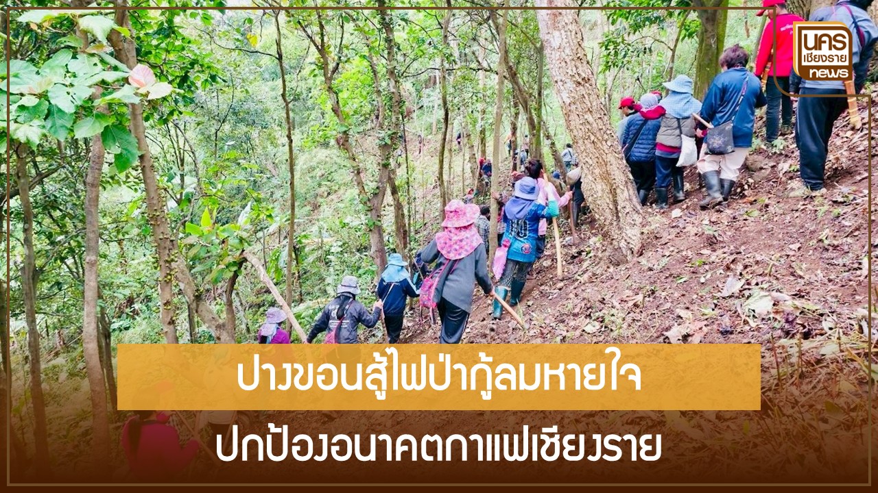 ไฟป่าเชียงรายไม่ได้กระทบแค่การหายใจ-แต่กำลังกัดเซาะคุณภาพกาแฟอาราบิก้าไทยในเวทีการแข่งขันระดับสากล