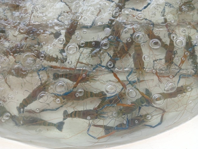 ร้อนแล้ง-เศรษฐกิจทรุด-กุ้งก้ามกรามขายไม่ออกลดราคา-กก.ละ-200-บาท-กระทบหนักรอบ-20-ปี