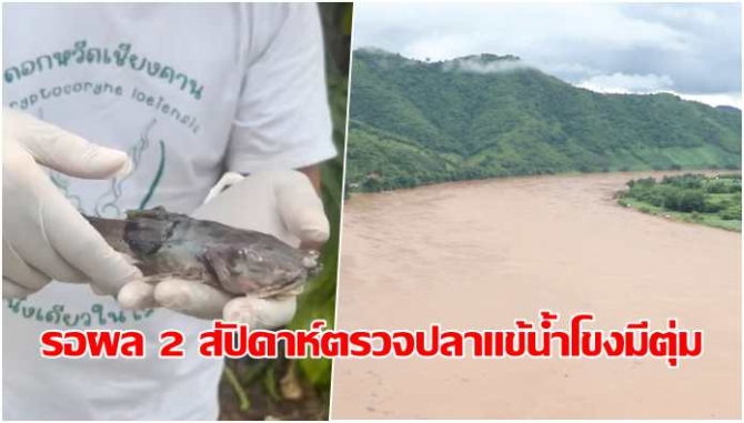 รอผล-2-สัปดาห์-ส่งปลาแข้น้ำโขงมีตุ่มขึ้นเต็มตัวตรวจสารปนเปื้อน