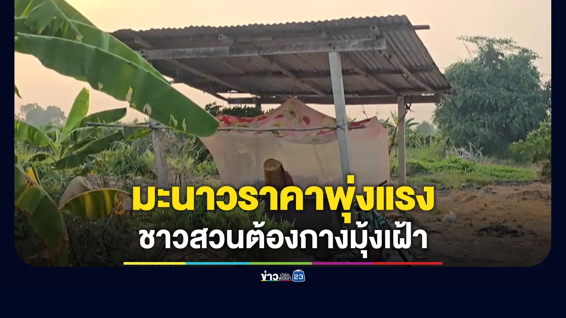 มะนาวราคาพุ่งแรง-จนต้องกางมุ้งนอนเฝ้า