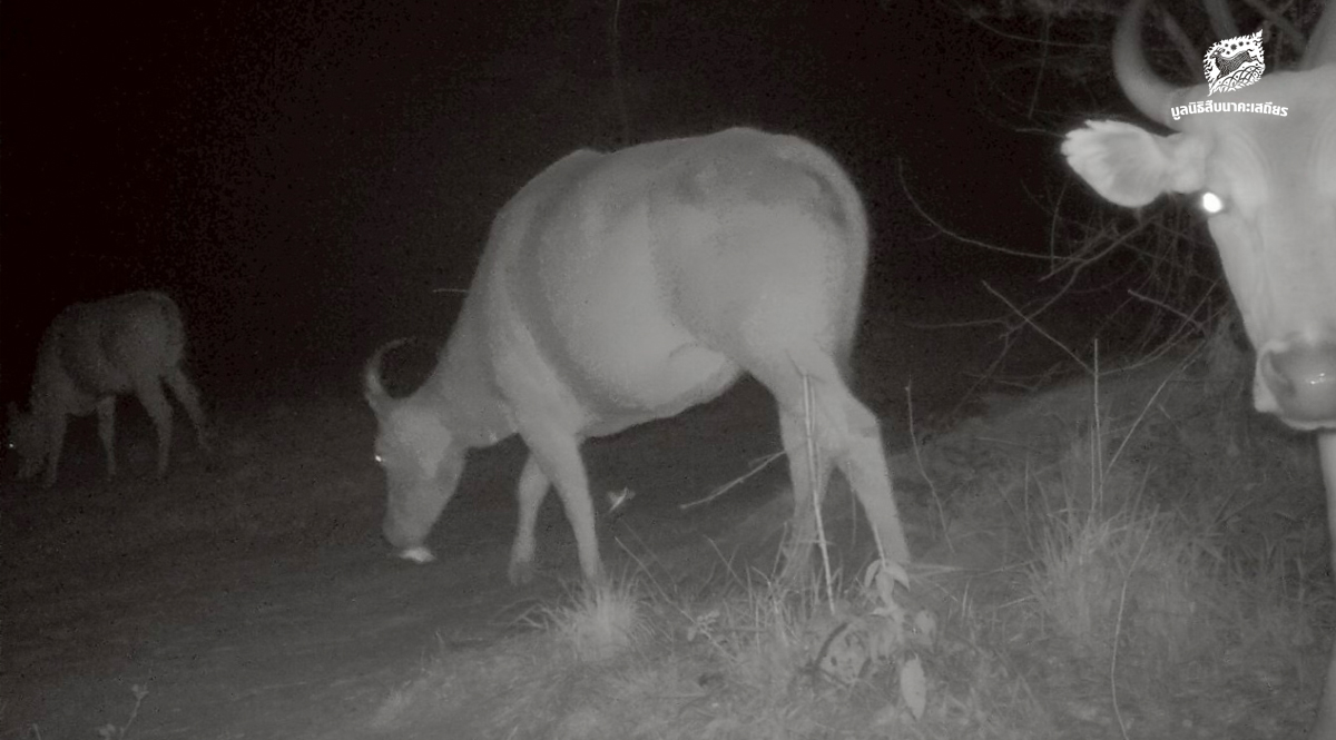 กล้องดักถ่ายภาพสัตว์ป่า-ดวงตาแห่งพงไพร-(ตอนที่-2-หลักฐานของการมีอยู่)-–-มูลนิธิสืบนาคะเสถียร