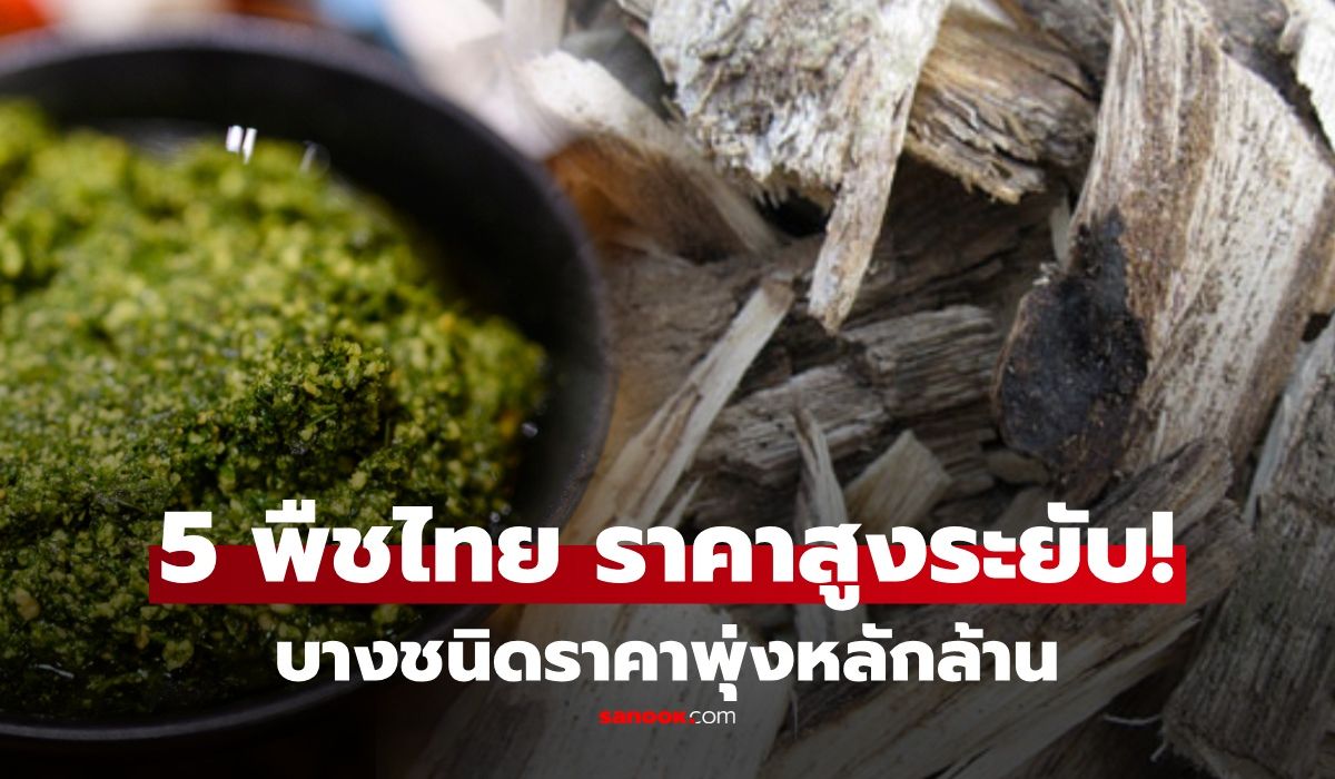 5-พืชไทย-“ของล้ำค่า”-ในตลาดโลก-บางชนิดต่างชาติยอมจ่าย-ราคาพุ่งถึงหลักล้าน!