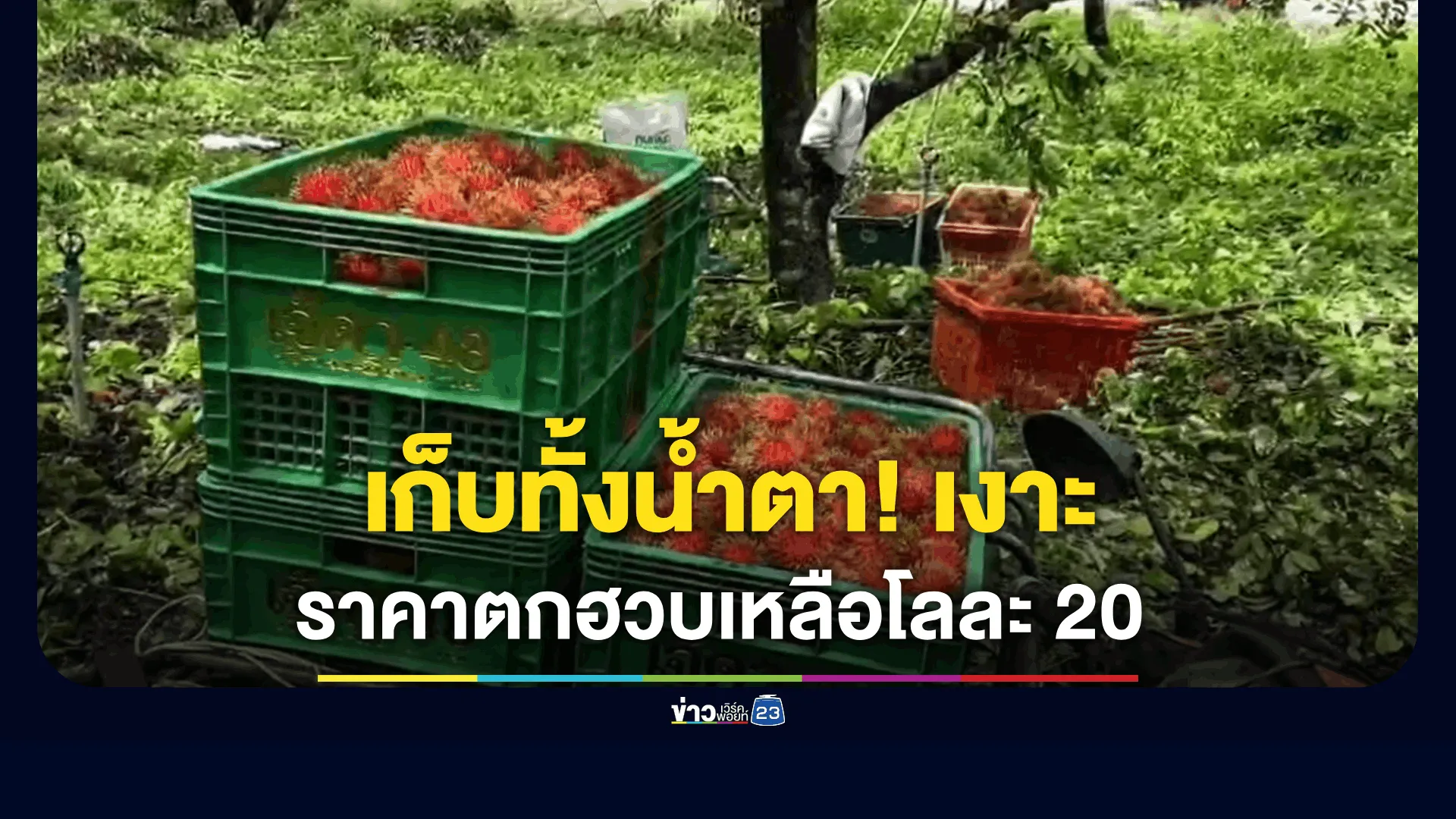 เก็บทั้งน้ำตา!-เงาะบ่อไร่-ราคาตกฮวบเหลือโลละ-20
