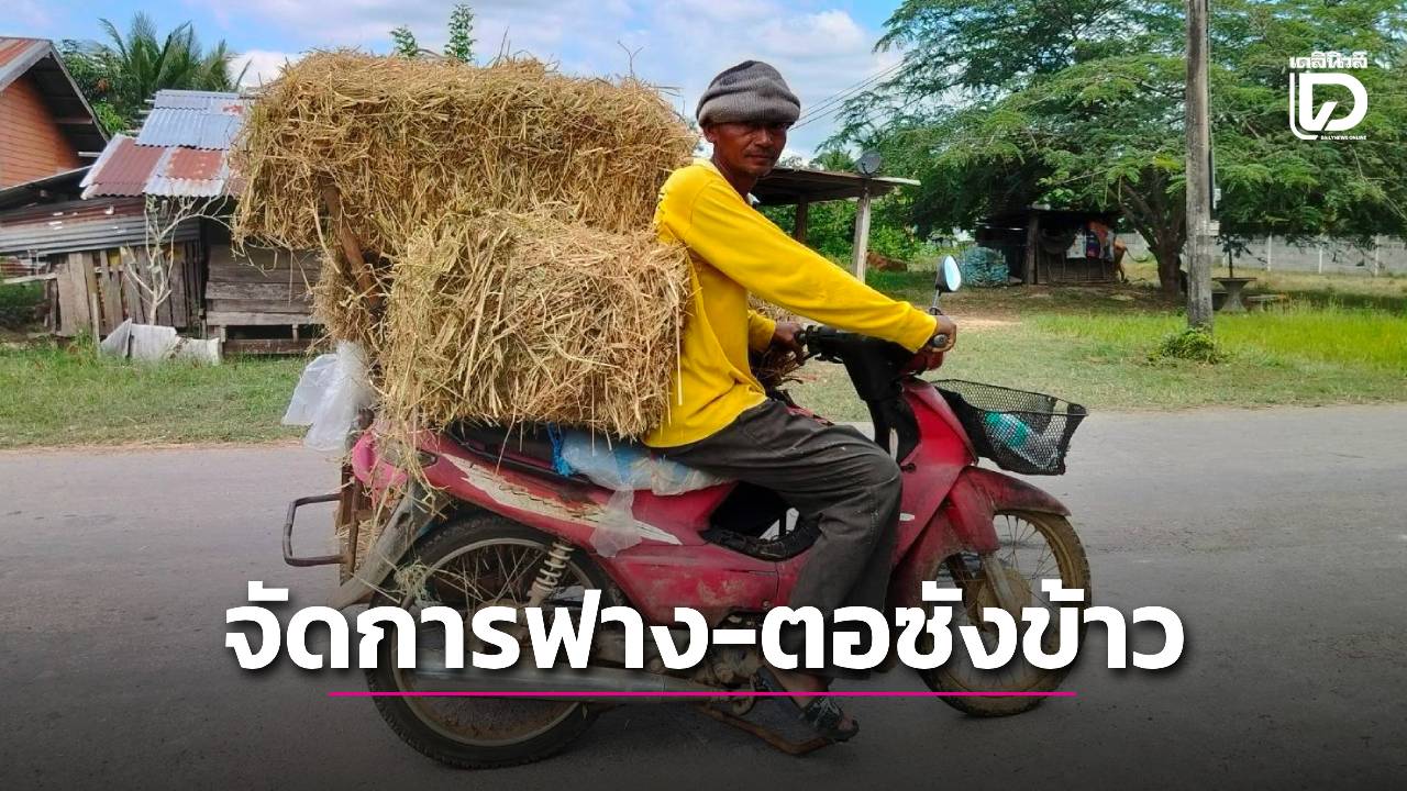 พลิกวิกฤต”ฟางและตอซังข้าว”-สู่คุณค่าทางเศรษฐกิจ-|-เดลินิวส์