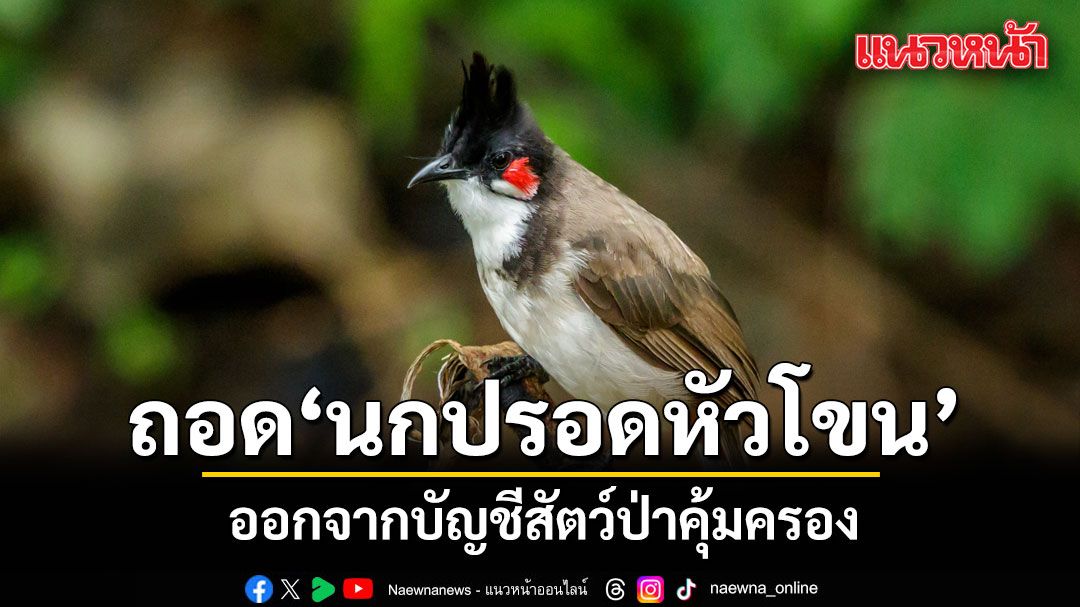 ครม.เห็นชอบ-ถอด-‘นกปรอดหัวโขน’-ออกจากบัญชีสัตว์ป่าคุ้มครอง-ส่งเสริมเพาะเป็นสัตว์เศรษฐกิจ