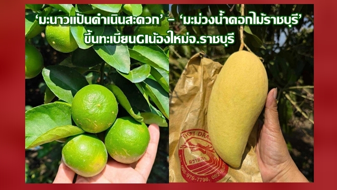 กรมทรัพย์สินทางปัญญา-ขึ้นทะเบียน-‘มะนาวแป้นดำเนินสะดวก’-และ-‘มะม่วงน้ำดอกไม้ราชบุรี’-gi-น้องใหม่จ.ราชบุรี