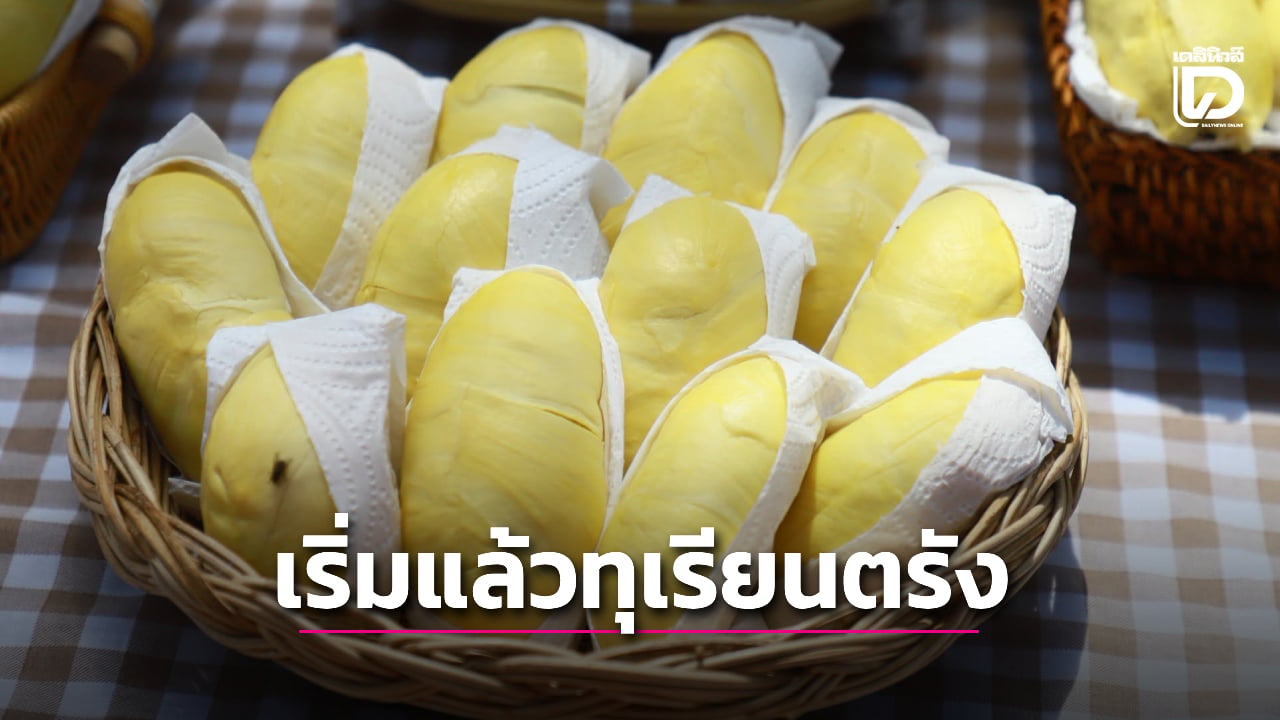 “ทุเรียนตรัง”-พืชเศรษฐกิจใหม่ความหวังให้เกษตรกร-|-เดลินิวส์