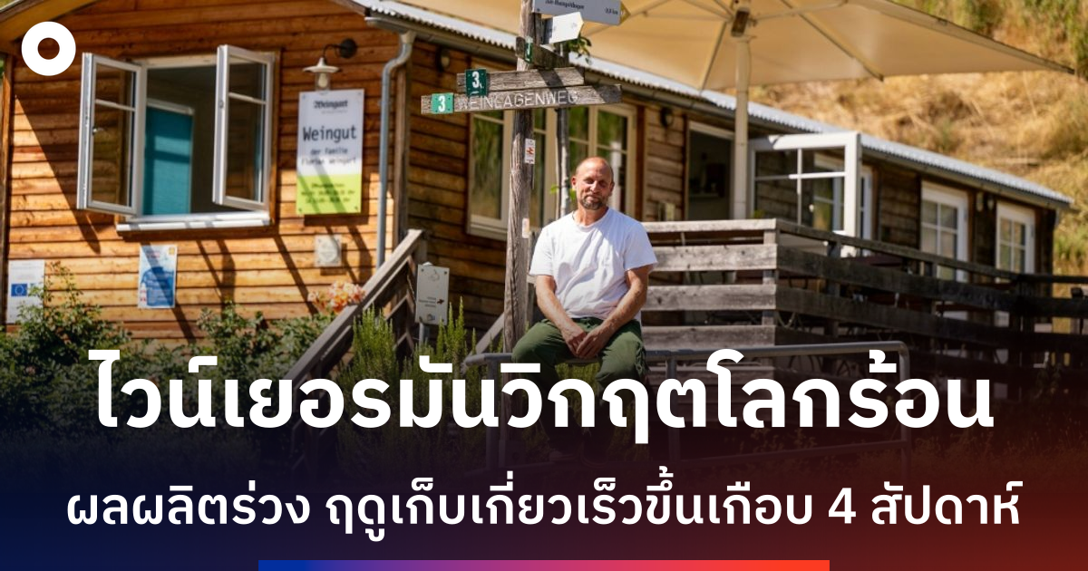 ชาวสวนองุ่นเยอรมันสู้วิกฤตคลื่นความร้อน-โรยฟางปกป้องเถาวัลย์รับมือโลกเดือด