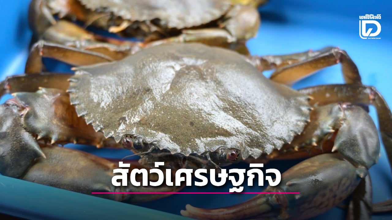  “ปูทะเล”-ขึ้นแท่นสัตว์เศรษฐกิจมูลค่าสูง-เร่งเพิ่มผลผลิตรับตลาด -|-เดลินิวส์