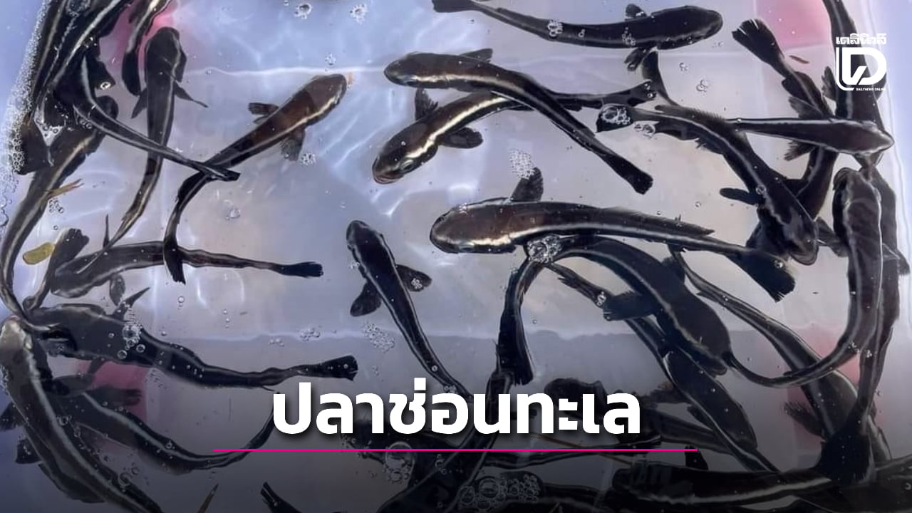 เจาะตลาด-“ปลาช่อนทะเล”-สัตว์น้ำเศรษฐกิจดาวรุ่ง-|-เดลินิวส์