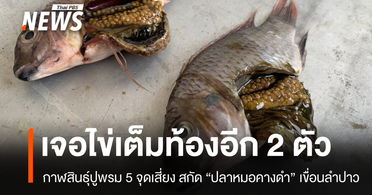 กาฬสินธุ์ปูพรมล่า-“ปลาหมอคางดำ”-เขื่อนลำปาว-หวั่นสะเทือนเศรษฐกิจ-2-พันล้าน