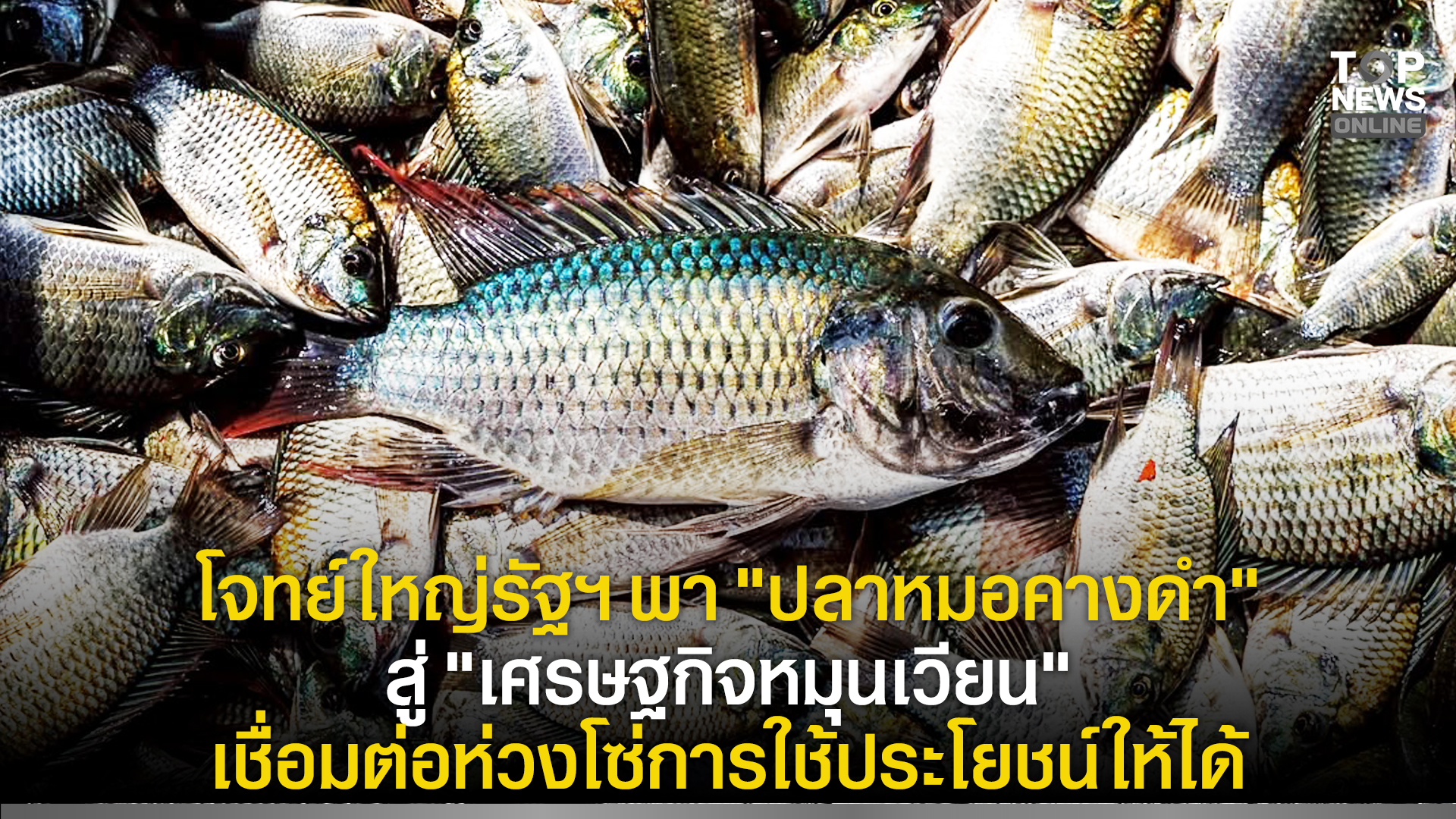 โจทย์ใหญ่รัฐฯ-พา-“ปลาหมอคางดำ”-สู่-“เศรษฐกิจหมุนเวียน”-เชื่อมต่อห่วงโซ่การใช้ประโยชน์ให้ได้-|-topnews